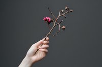 Female hand holding dried branch with single pink flower and seed pods against dark gray background, minimalist nature composition for artistic design.