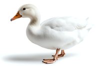 White domestic duck with orange beak and feet standing on isolated background, side view portrait of waterfowl showing detailed feathers and natural pose.