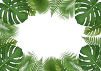 Tropical leaves frame with monstera and palm fronds creating natural border on white background for summer design projects and botanical themes.