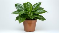 Fresh green Aglaonema houseplant with glossy leaves in brown plastic pot against white background, isolated decorative foliage for interior design.
