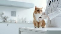 Veterinarian examining orange tabby cat during routine checkup in modern clinic with professional medical care and animal health assessment.