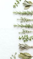 Fresh culinary herbs arranged on white background including rosemary, thyme, oregano, sage and bay leaves for cooking and seasoning recipes.