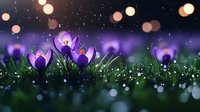 Purple crocus flowers blooming in dewy grass with magical bokeh lights and sparkling water drops creating dreamy spring garden atmosphere at twilight.