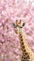 Giraffe eating pink cherry blossoms with blooming tree background, wildlife animal feeding on spring flowers for nature and animal themes.