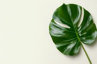 Fresh green monstera leaf isolated on light beige background. Minimalist botanical composition with tropical plant foliage for natural design elements.