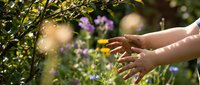 Hands reaching toward sunlit garden with purple wildflowers and green foliage, connecting with nature in peaceful outdoor setting.