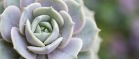Purple and green succulent plant with layered petals in spiral formation, natural botanical background for gardening and home decor projects.