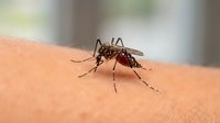 Mosquito biting human skin close-up macro shot showing insect feeding on blood with detailed view of proboscis and legs on arm surface for medical content.
