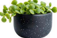Fresh green microgreens growing in modern black speckled ceramic bowl against white background, healthy organic sprouts for nutritious eating and garnishing.