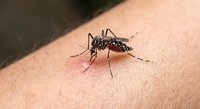 Mosquito biting human skin close-up showing insect feeding on blood. Medical health concept for disease transmission and pest control awareness.
