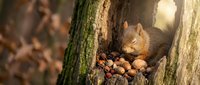 Cute red squirrel gathering and storing nuts for winter in forest setting with warm sunlight filtering through trees creating cozy autumn atmosphere.