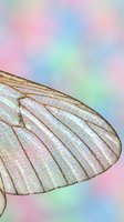 Delicate insect wing with intricate vein patterns and iridescent sheen against soft pastel gradient background. Macro nature detail for design and editorial use.