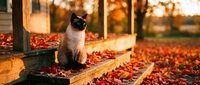 Siamese cat sitting on wooden deck surrounded by fallen autumn leaves in park setting during golden hour.