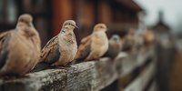 Group of mourning doves perched on wooden fence in urban backyard setting. Wildlife birds resting together on rustic timber barrier with blurred residential background.