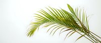 Fresh green palm leaves branch isolated on white background for tropical design projects and natural decor elements.