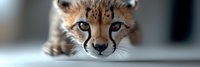 Close up portrait of young cheetah cub with intense blue eyes and spotted fur looking directly at camera against blurred background. Wildlife photography.
