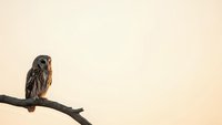 Small owl perched on branch against warm beige background with copy space for nature and wildlife designs.