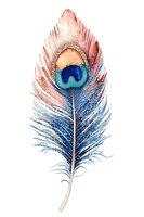 Watercolor peacock feather with gradient coloring from coral pink to deep blue, isolated on white background. Suitable for design projects, textiles, and decorative applications.
