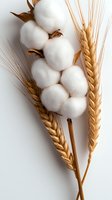 Natural cotton plant bolls and golden wheat ears on white background, minimalist botanical composition for organic farming and textile industry concepts.