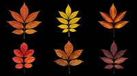 Six colorful autumn leaves in red, orange, yellow and burgundy tones, isolated on transparent background, ready for fall clipart, stickers, t-shirt design, and print on demand.