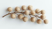 Decorative branch with round beige textured balls arranged in botanical pattern on white background, isolated natural element for craft and design.