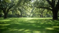 Peaceful park setting with mature oak trees casting dappled shadows on lush green grass lawn creating tranquil outdoor space for relaxation and recreation.