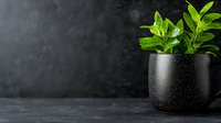 Fresh green zamioculcas leaves in modern black ceramic pot against dark textured background with copy space. Minimalist home decor concept.