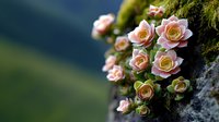 Delicate pink roses blooming from moss-covered stone surface creating romantic natural garden scene with soft bokeh background for wedding and spring designs.