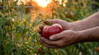 Farmer hands holding fresh ripe red tomatoes in organic garden during golden hour sunset. Harvest season agriculture concept for healthy food production.