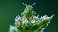 Vibrant green grasshopper perched on white flower bud against emerald background, macro photography captures intricate details of insect's head and antennae.