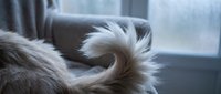 Fluffy cat tail curled in spiral shape by window with soft natural lighting creating peaceful domestic scene for pet care and animal wellness content.