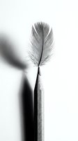Delicate feather balanced on wooden stick creating minimalist black and white composition with soft shadows for artistic and zen meditation concepts.