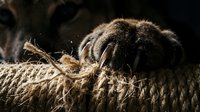 Close-up of cat paw with extended claws gripping natural rope, showcasing feline anatomy and scratching behavior in warm lighting.