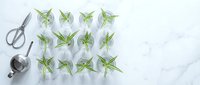 Fresh rosemary herb ice cubes in tray on marble surface with kitchen utensils for culinary preparation and cooking enhancement.