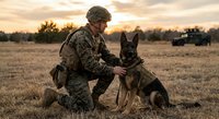 Military soldier in camouflage uniform kneeling with trained German Shepherd dog during golden hour sunset in field for tactical operations and defense training.