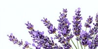 Fresh purple lavender flowers bunch isolated on white background for aromatherapy spa wellness natural herbal medicine cosmetic product design.