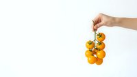 Hand holding fresh orange cherry tomatoes on vine against white background for healthy cooking and organic food concepts.