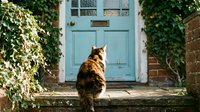 Orange tabby cat sitting on doorstep facing vintage blue door with ivy-covered brick walls, peaceful home entrance scene for lifestyle and pet content.
