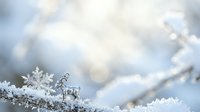 Delicate frost crystals and snowflakes rest on frozen branches with soft bokeh winter background, suitable for seasonal greeting cards and holiday designs.