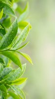 Fresh green leaves with water droplets on blurred background. Ideal for nature, wellness, environmental and organic product designs.