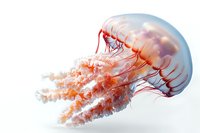 Luminous jellyfish with flowing coral-pink tentacles floating gracefully against white background, translucent bell-shaped body glowing with ethereal light and delicate details.