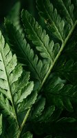 Fresh green fern leaves with detailed texture and water droplets in natural forest environment for botanical and nature design projects.