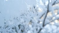 Delicate frost crystals forming intricate ice patterns on winter branches creating natural frozen artwork for seasonal and holiday designs.