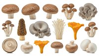 Collection of various edible mushroom species including shiitake, oyster, enoki, chanterelle and morel fungi isolated on white background for culinary design.