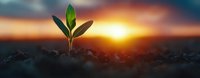 Young green plant seedling growing from soil against dramatic sunset sky panorama, symbolizing growth, hope, new beginnings and environmental care.