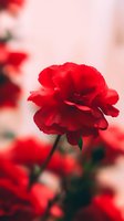 Vibrant red carnation in full bloom against soft pink background, with delicate petals and rich depth of field creating romantic mood for valentines and love themes.