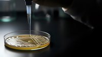 Laboratory technician pouring liquid sample into petri dish with golden bacterial culture for microbiological research and scientific analysis.
