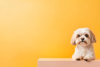 Adorable white Shih Tzu dog sitting on wooden platform against vibrant yellow background, perfect for pet care advertising or social media content.