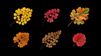 Six colorful autumn leaves set isolated on transparent background, ready for T-shirts, stickers, clipart, sublimation, and print on demand design use.