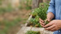 Male farmer with tanned skin holding fresh green herb sprouts in hands outdoors, suitable for agriculture, gardening, and organic farming content.